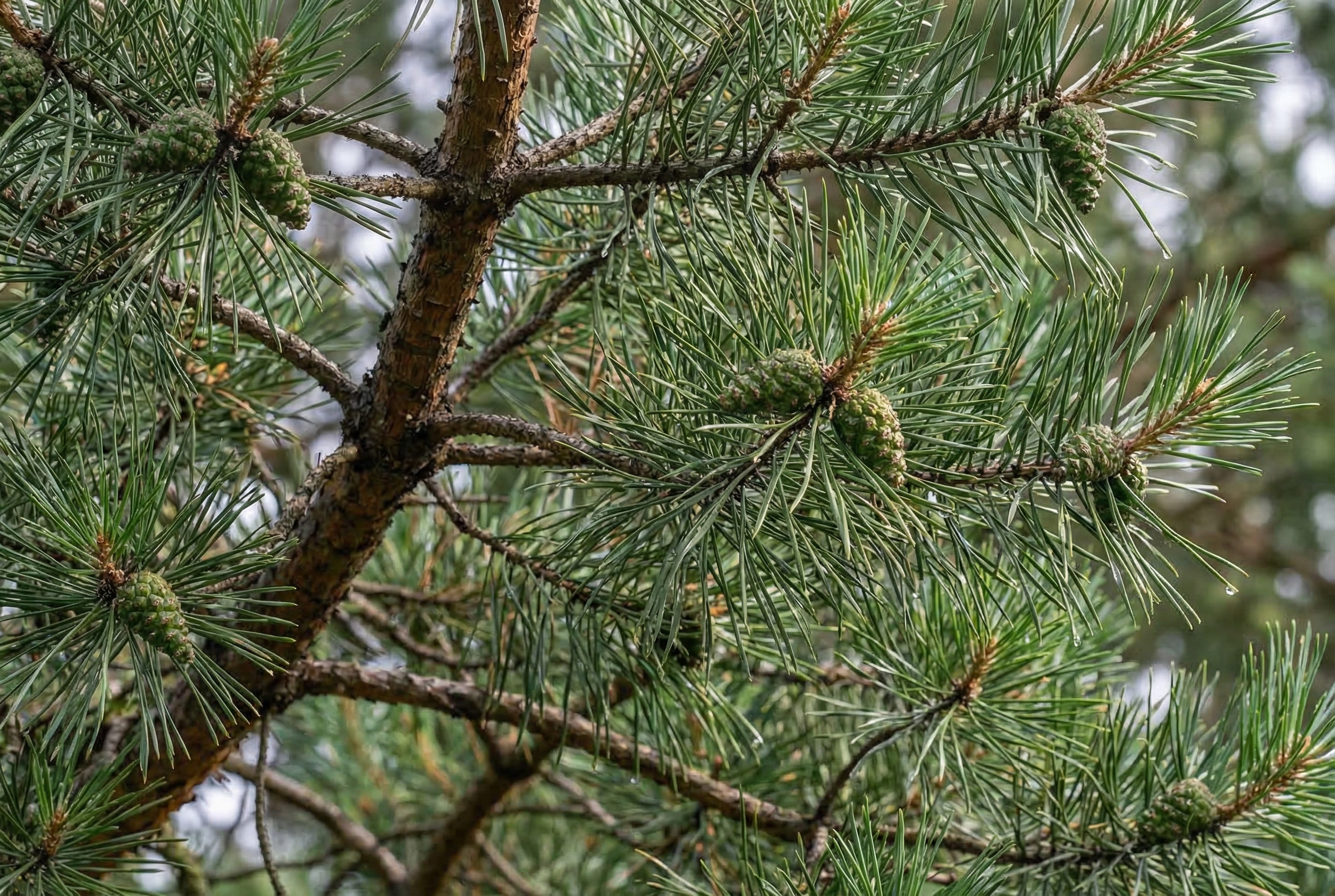 Сосна обыкновенная